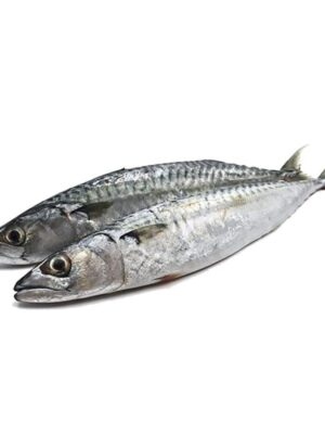 Tompson Fish