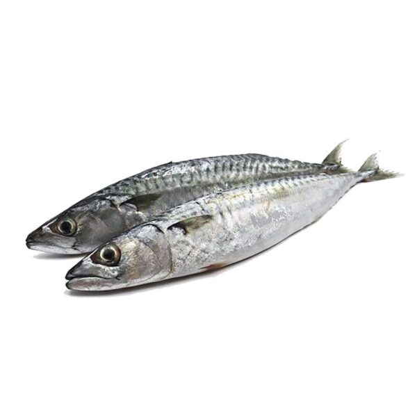 Tompson Fish