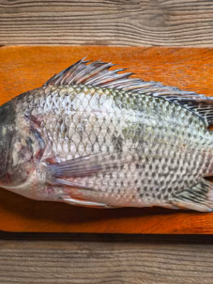 Tilapia